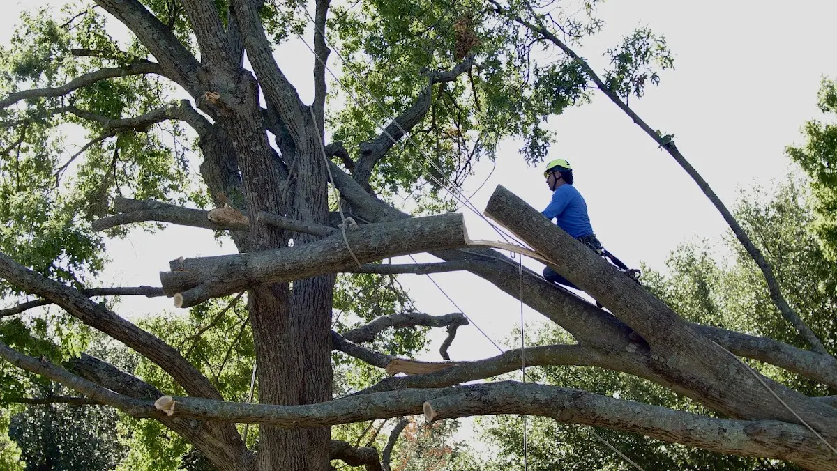 Professional Crown Thinning performed by certified arborists in Putnamville