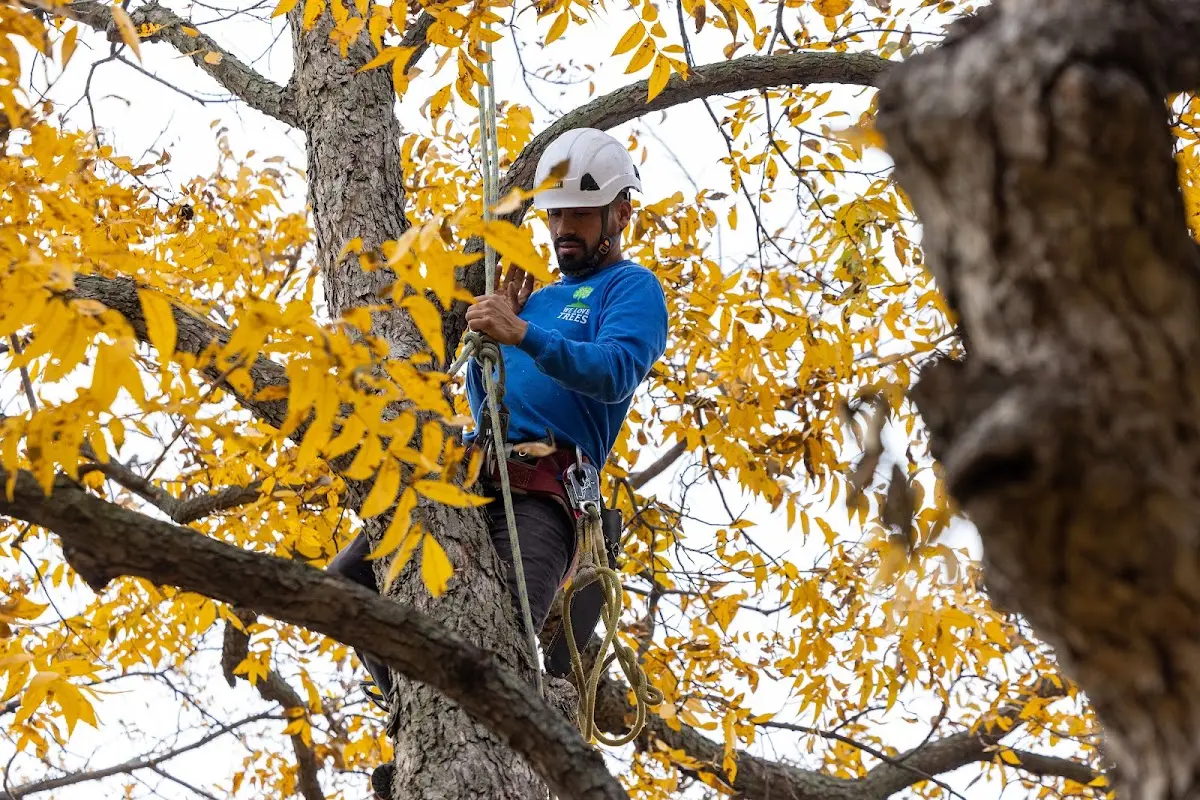 Skilled Tree Pruning crew working in Putnamville